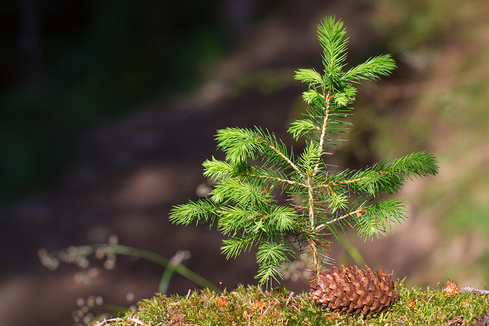 Young Christmas tree in the forest. Next to her on a green moss is a cone. Background with soft focus.